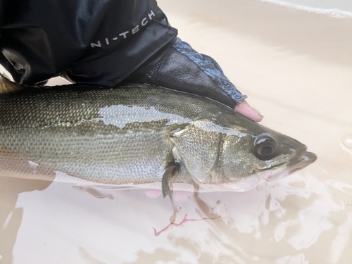 スズキの釣果