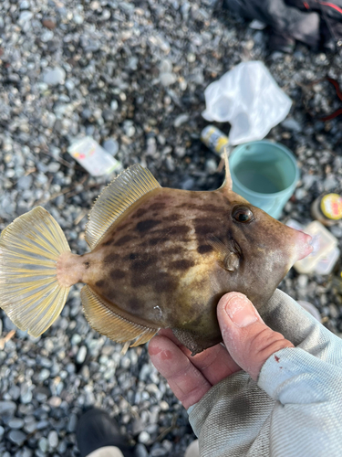 カワハギの釣果