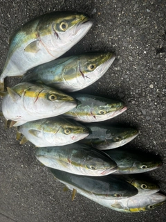 ハマチの釣果