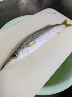 カマスの釣果