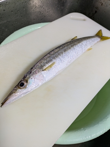 カマスの釣果