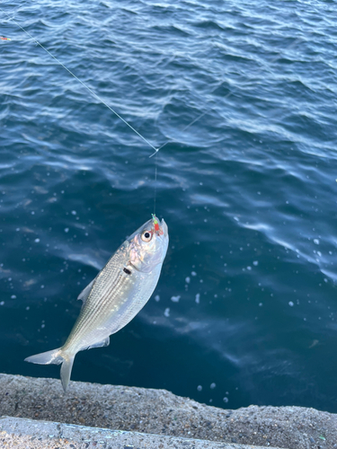 コノシロの釣果