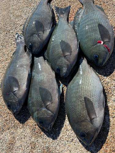 メジナの釣果