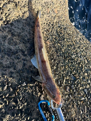 エソの釣果