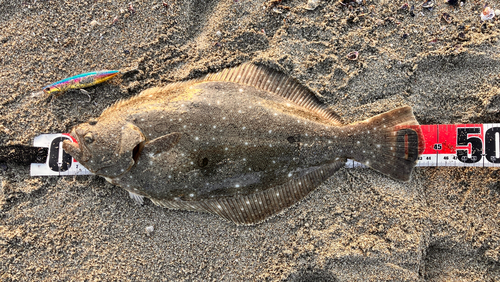 ヒラメの釣果