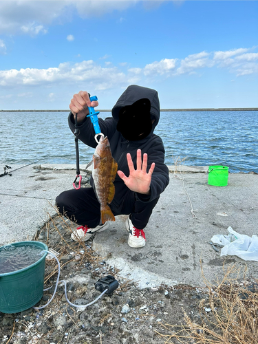 アイナメの釣果