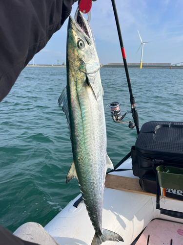 サワラの釣果