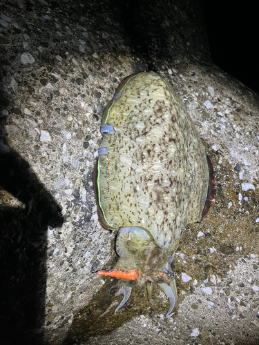 コウイカの釣果