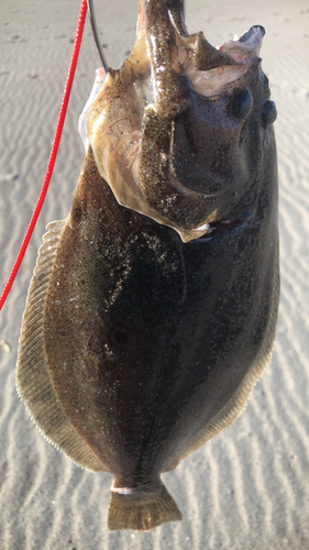 ソゲの釣果