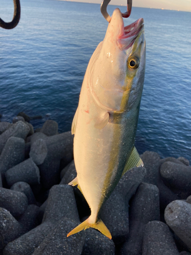 ハマチの釣果