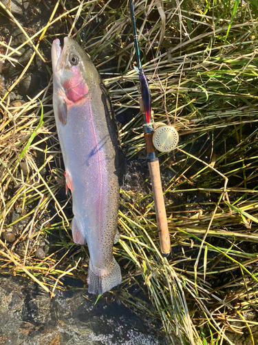 ニジマスの釣果