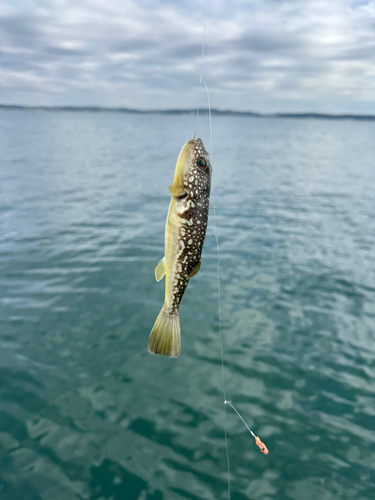 ショウサイフグの釣果