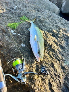 イナダの釣果