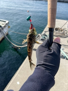 アナハゼの釣果