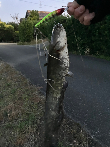 ナマズの釣果