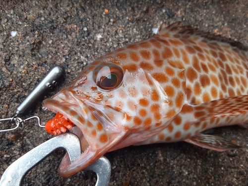 オオモンハタの釣果