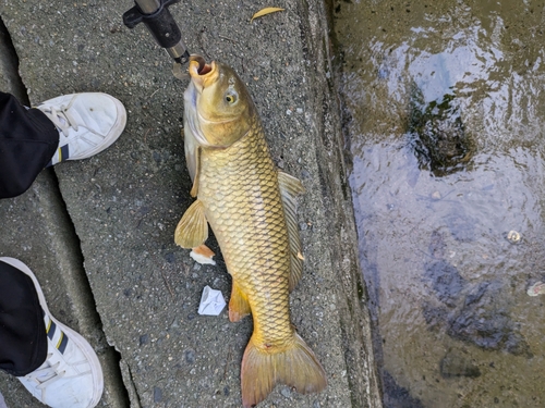 コイの釣果