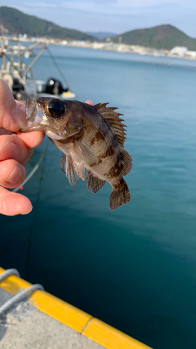 アカメバルの釣果