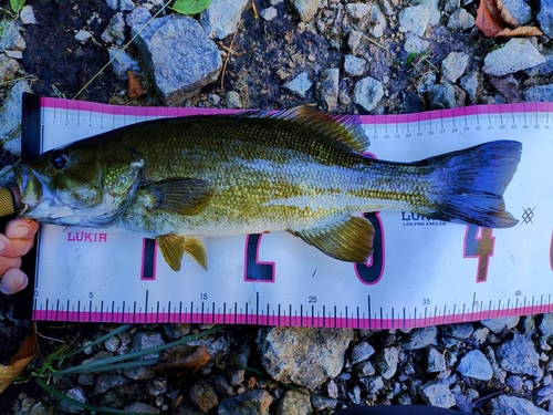 スモールマウスバスの釣果