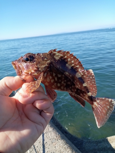 カサゴの釣果