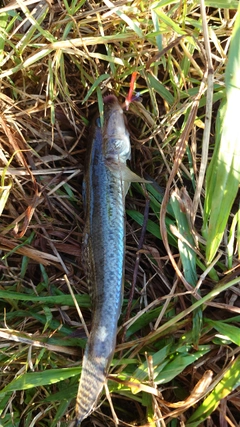 マハゼの釣果