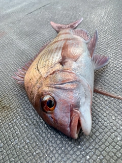 マダイの釣果