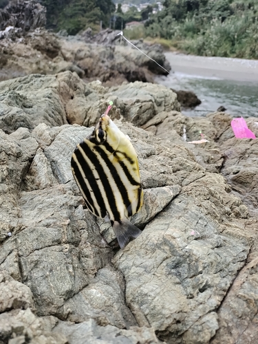 カゴカキダイの釣果