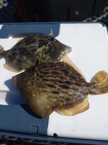 カワハギの釣果