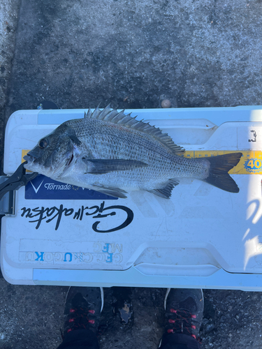 クロダイの釣果