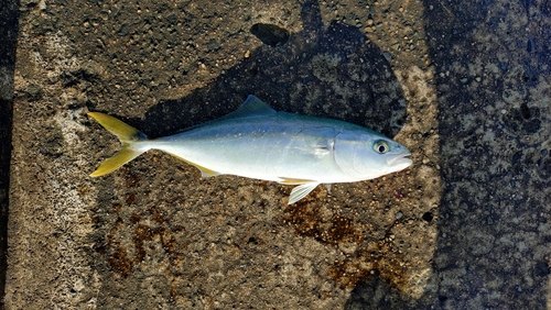 ワカシの釣果