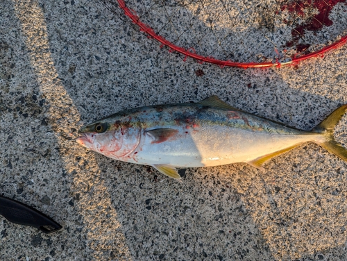 ヤズの釣果