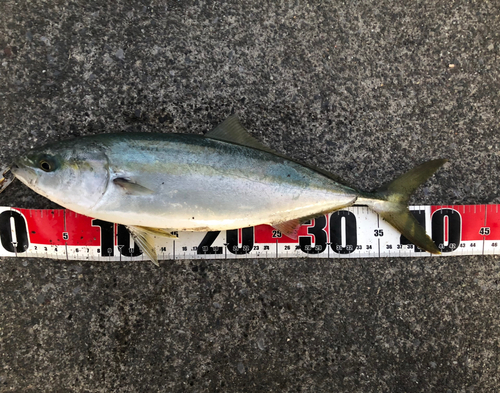 イナダの釣果