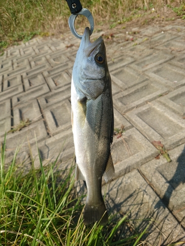 スズキの釣果