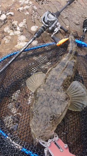 マゴチの釣果