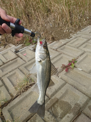 スズキの釣果