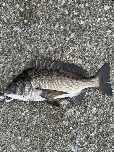 チヌの釣果