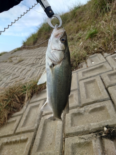 スズキの釣果