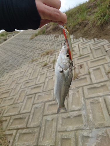 スズキの釣果