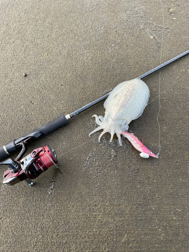 シリヤケイカの釣果