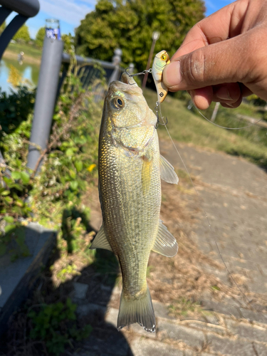 ラージマウスバスの釣果