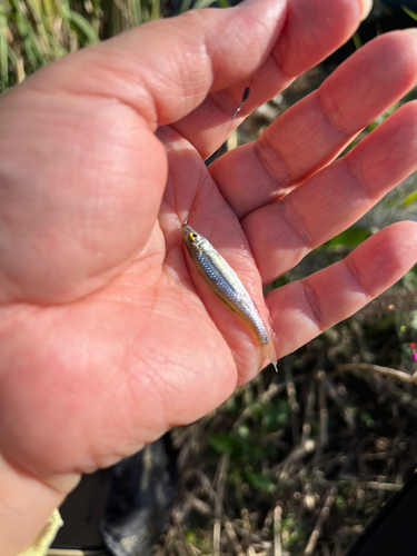 クチボソの釣果