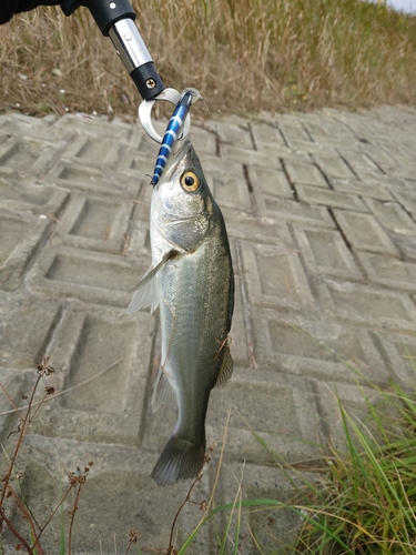 スズキの釣果