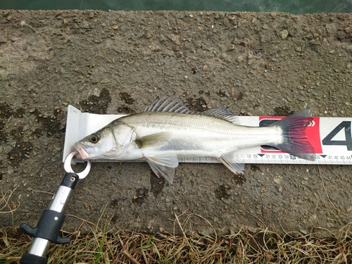 スズキの釣果