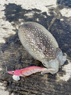 シリヤケイカの釣果