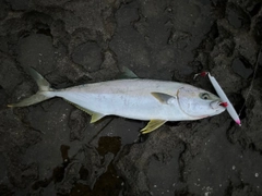 ヒラマサの釣果