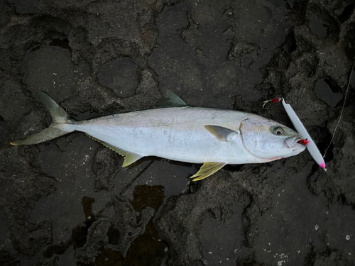 ヒラマサの釣果