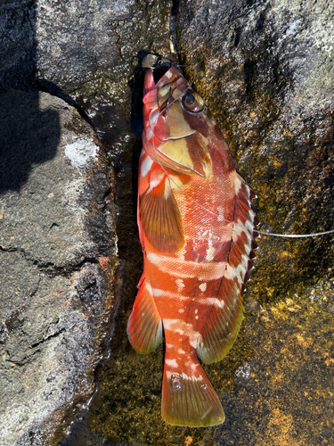 アカハタの釣果