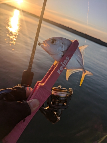 メッキの釣果