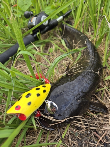 ナマズの釣果