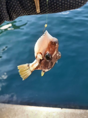 キタマクラの釣果